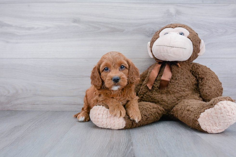 Funny Cockapoo Poodle Mix Pup