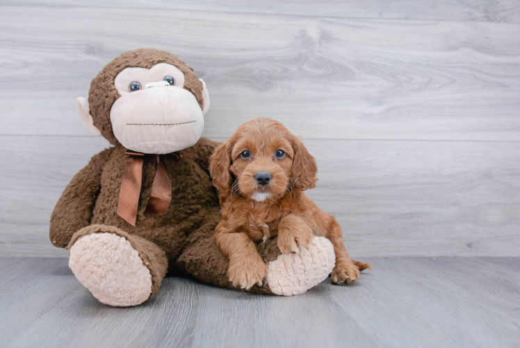 Petite Cockapoo Poodle Mix Pup