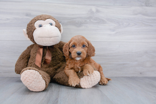 Petite Cockapoo Poodle Mix Pup