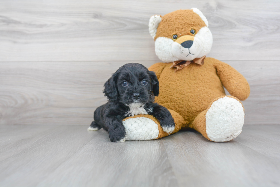 Petite Cockapoo Poodle Mix Pup