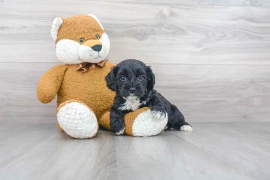 Fluffy Cockapoo Poodle Mix Pup