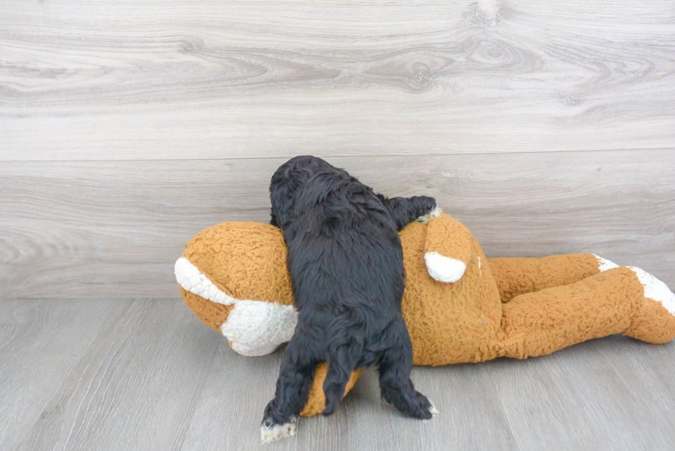 Fluffy Cockapoo Poodle Mix Pup