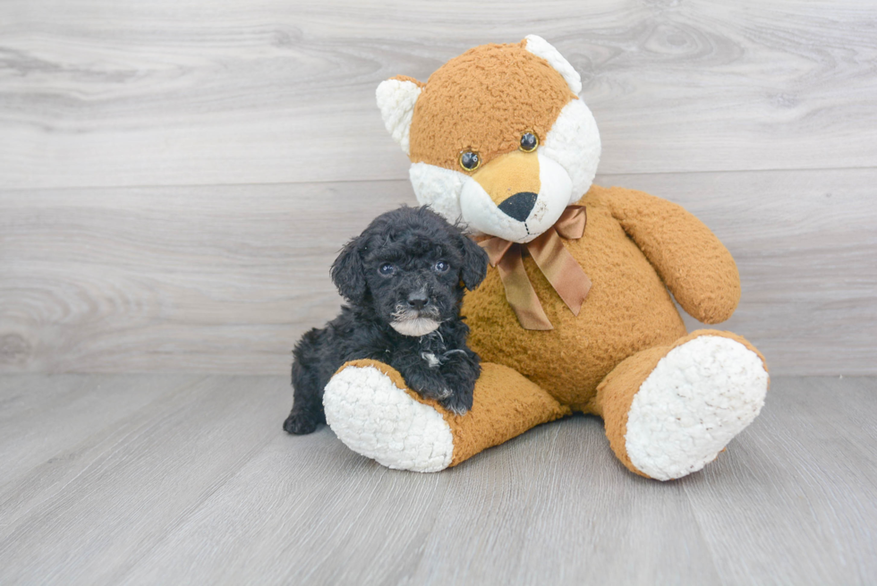 Cute Cockapoo Baby