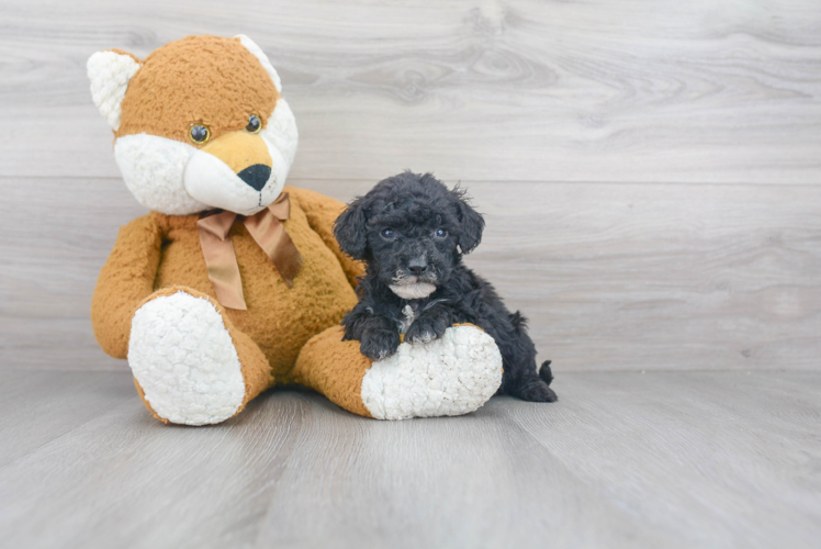 Popular Cockapoo Poodle Mix Pup