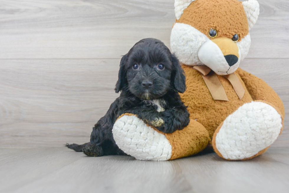 Cockapoo Pup Being Cute