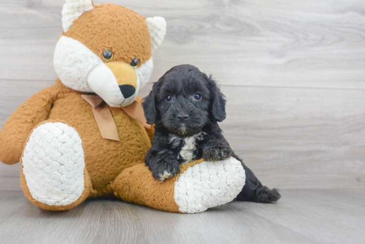 Cockapoo Puppy for Adoption