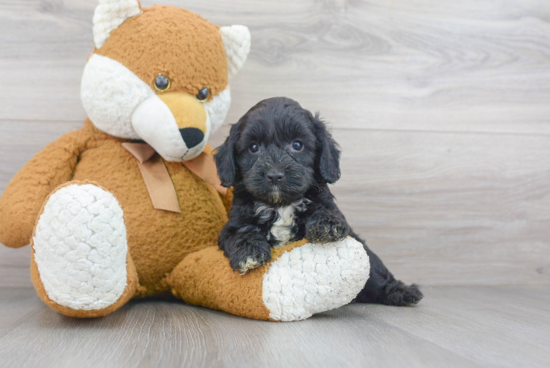 Cockapoo Puppy for Adoption