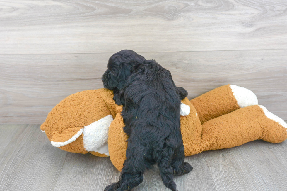 Cute Cockapoo Baby