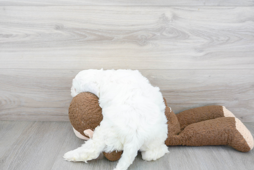 Petite Cockapoo Poodle Mix Pup