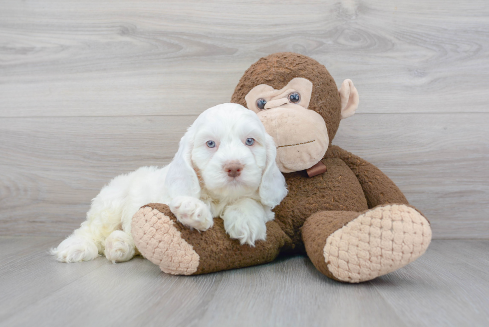 Happy Cockapoo Baby