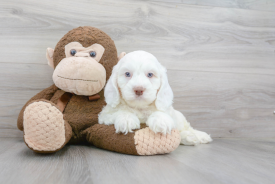 Little Cockerpoo Poodle Mix Puppy