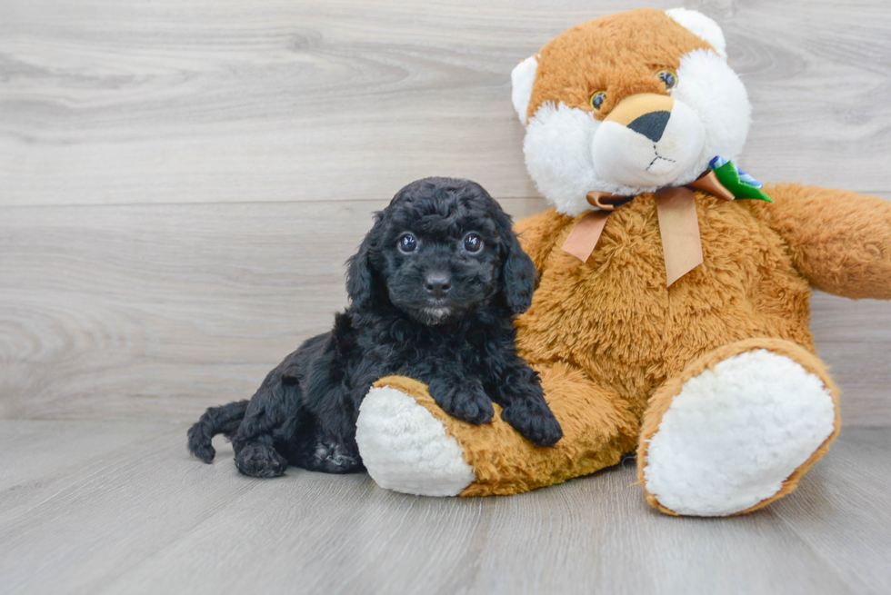 Little Cockerpoo Poodle Mix Puppy