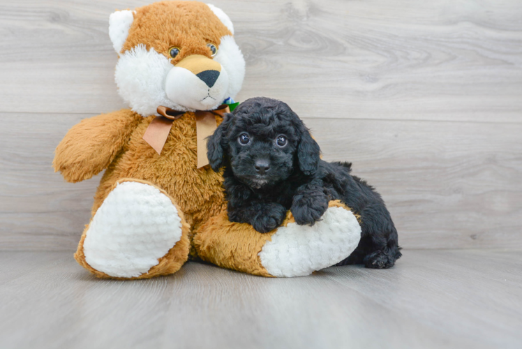 Cockapoo Pup Being Cute