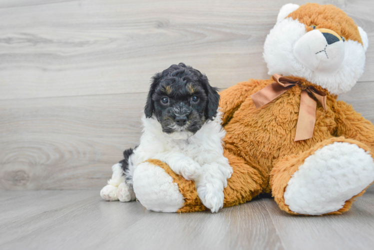 Cockapoo Pup Being Cute