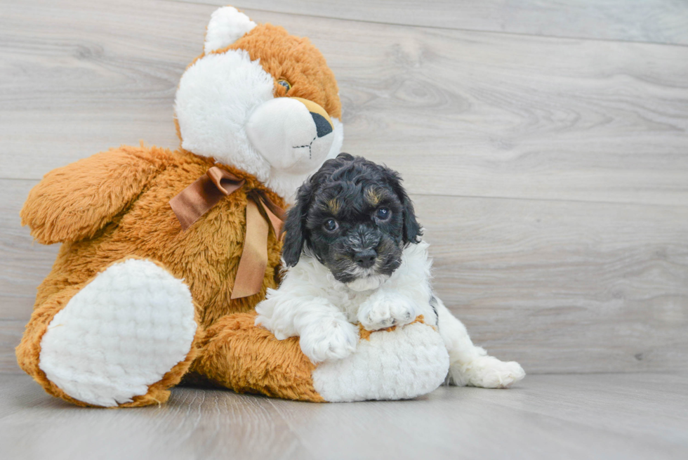 Funny Cockapoo Poodle Mix Pup