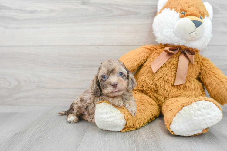 Best Cockapoo Baby