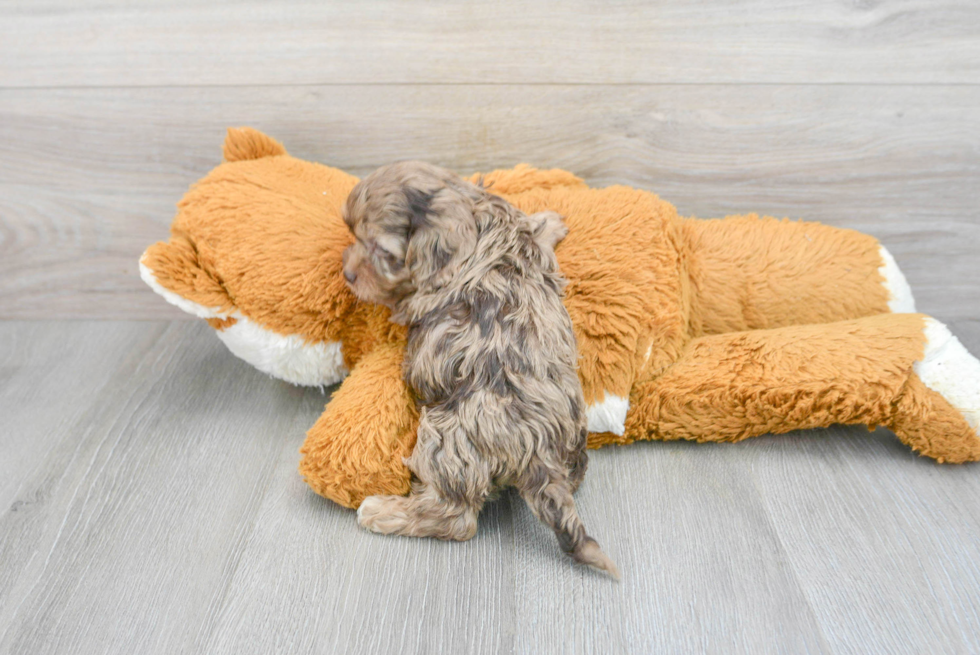 Fluffy Cockapoo Poodle Mix Pup