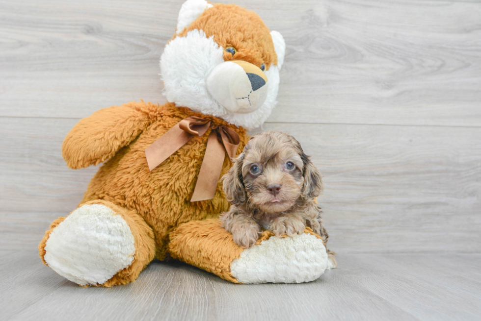 Cockapoo Puppy for Adoption