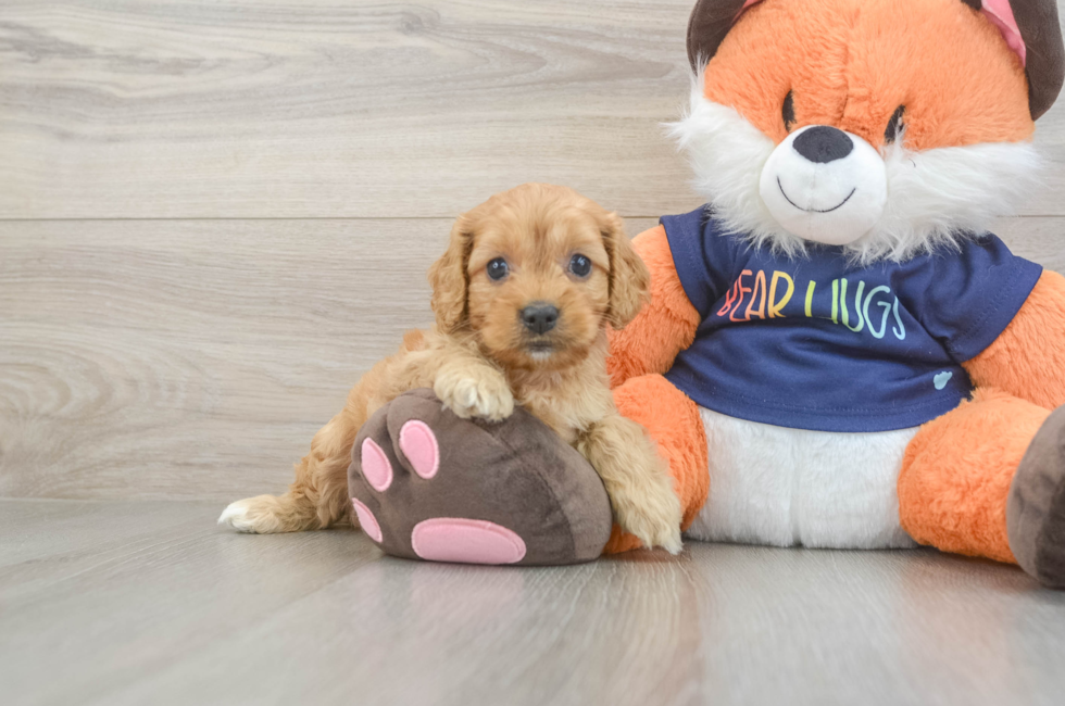 5 week old Cockapoo Puppy For Sale - Premier Pups