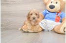 Best Cockapoo Baby