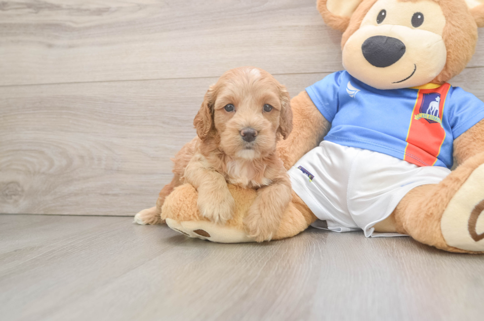 5 week old Cockapoo Puppy For Sale - Premier Pups