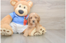 Cockapoo Pup Being Cute