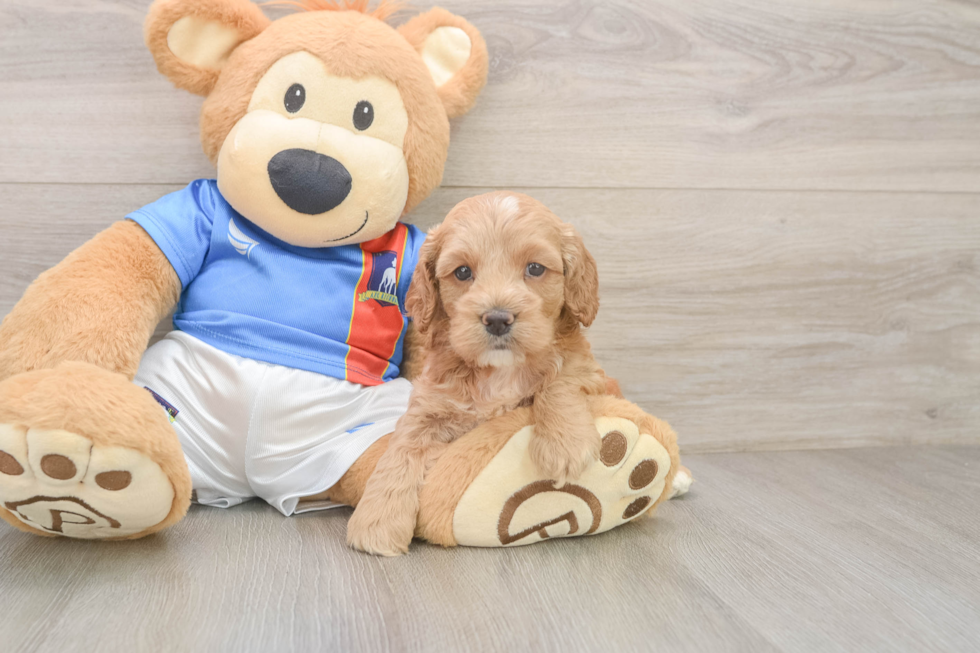 Cockapoo Pup Being Cute