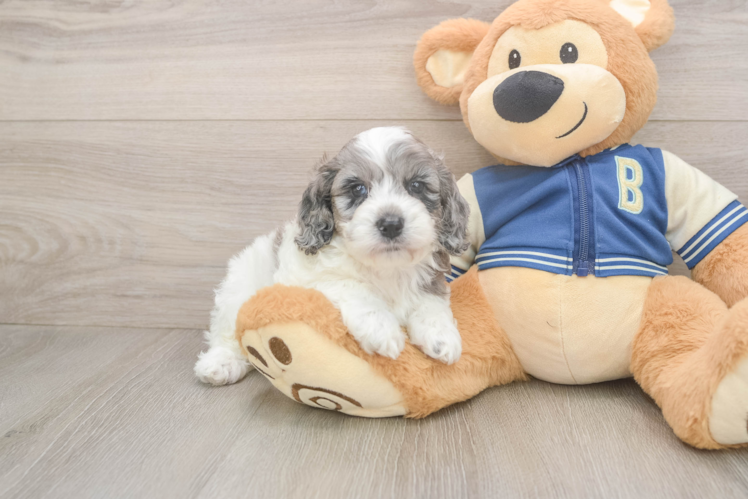 Best Cockapoo Baby