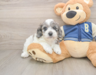 6 week old Cockapoo Puppy For Sale - Premier Pups
