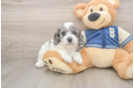 Best Cockapoo Baby