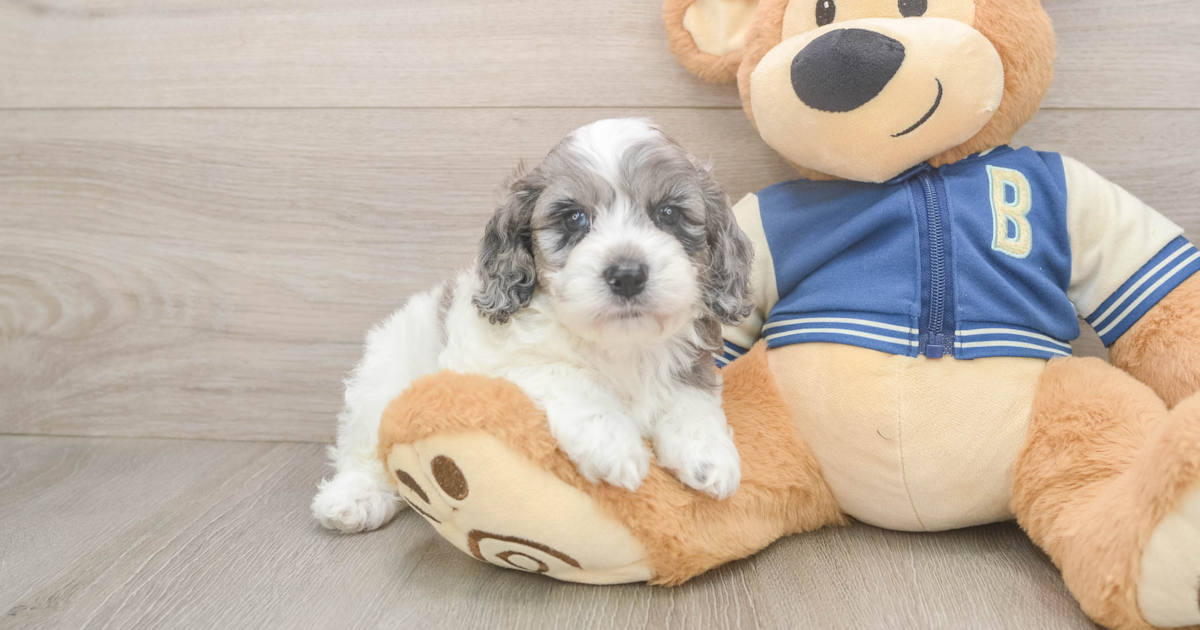 Happy Cockapoo Peach: 5lb 4oz Doodle Puppy