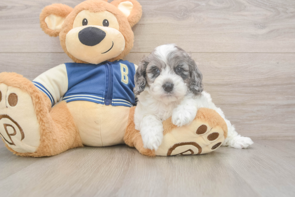 Best Cockapoo Baby