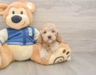 6 week old Cockapoo Puppy For Sale - Premier Pups