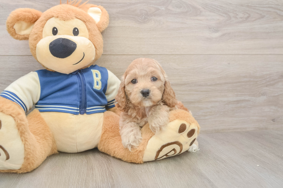 5 week old Cockapoo Puppy For Sale - Premier Pups