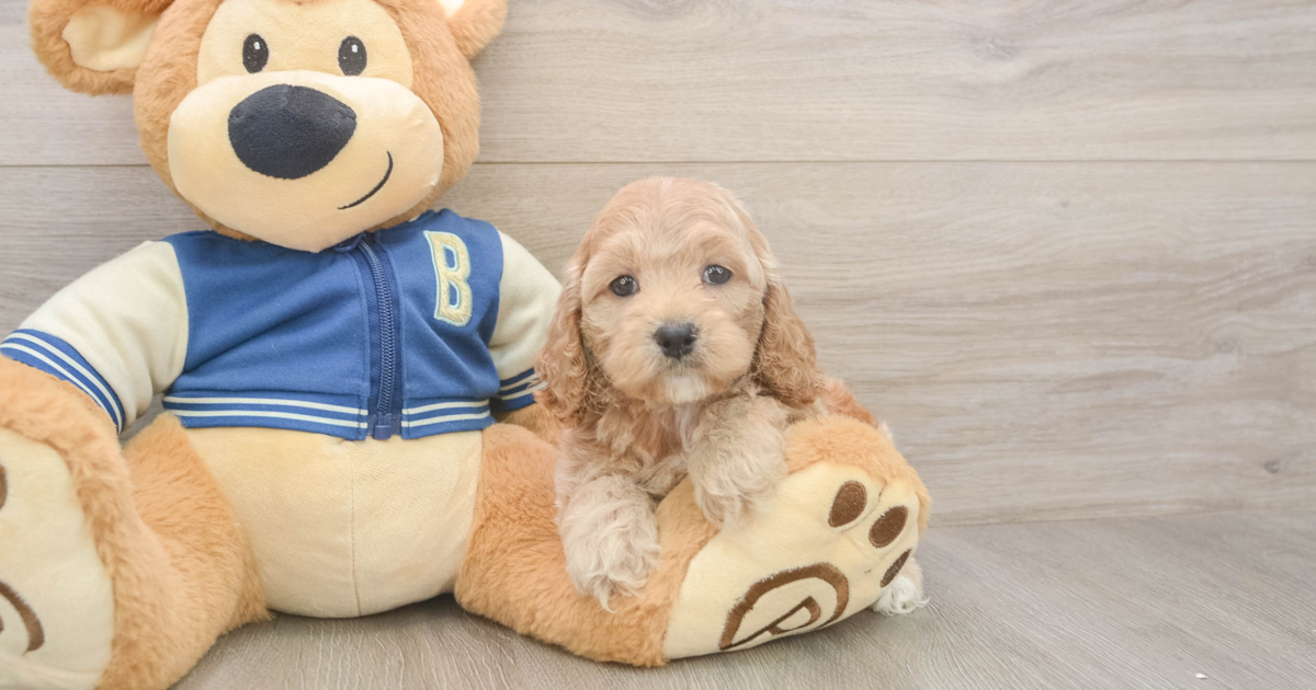 Smart Cockapoo Peach: 4lb 14oz Doodle Puppy