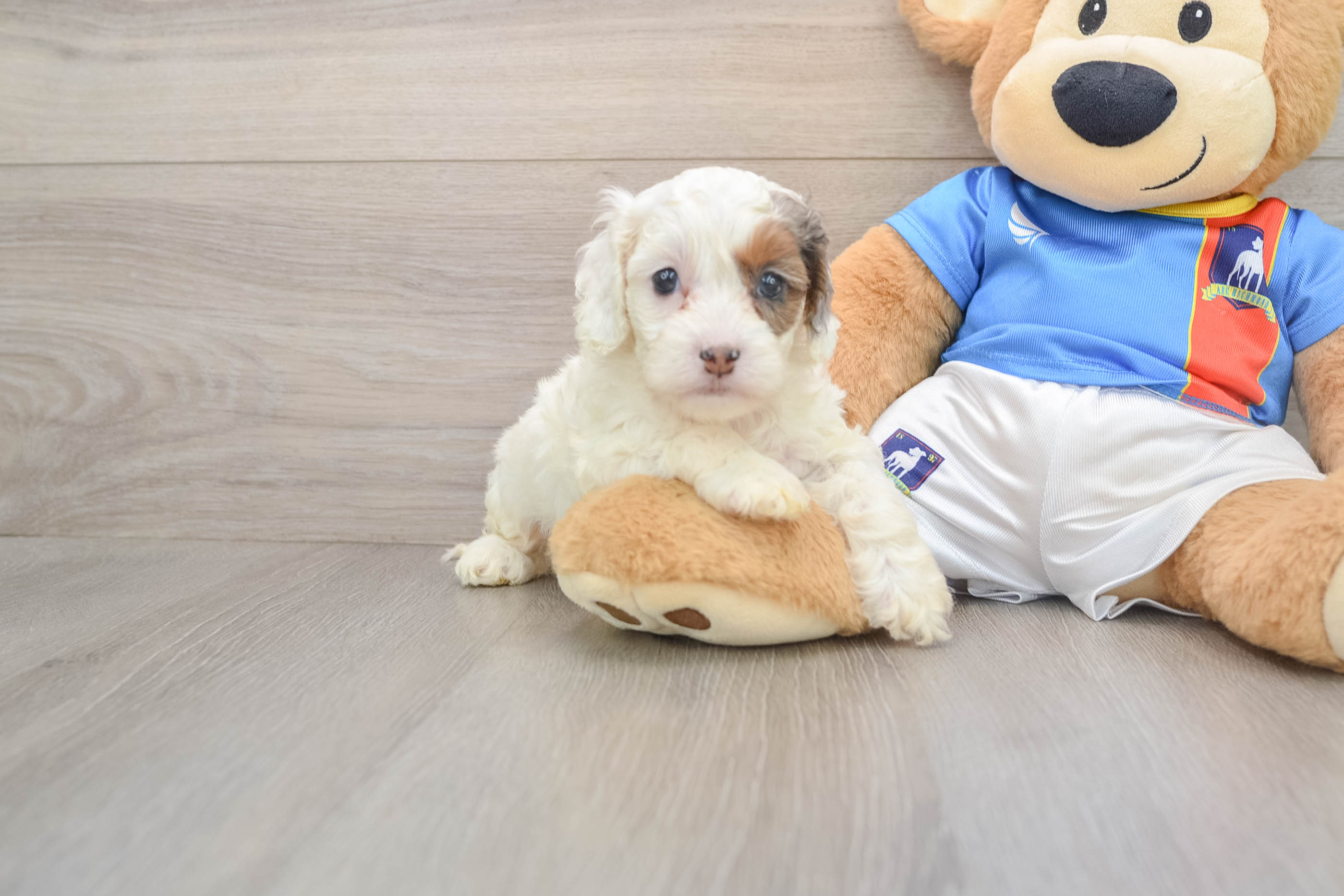 Adorable Cockapoo Peach: 4lb 11oz Doodle Puppy