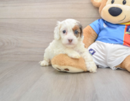 6 week old Cockapoo Puppy For Sale - Premier Pups