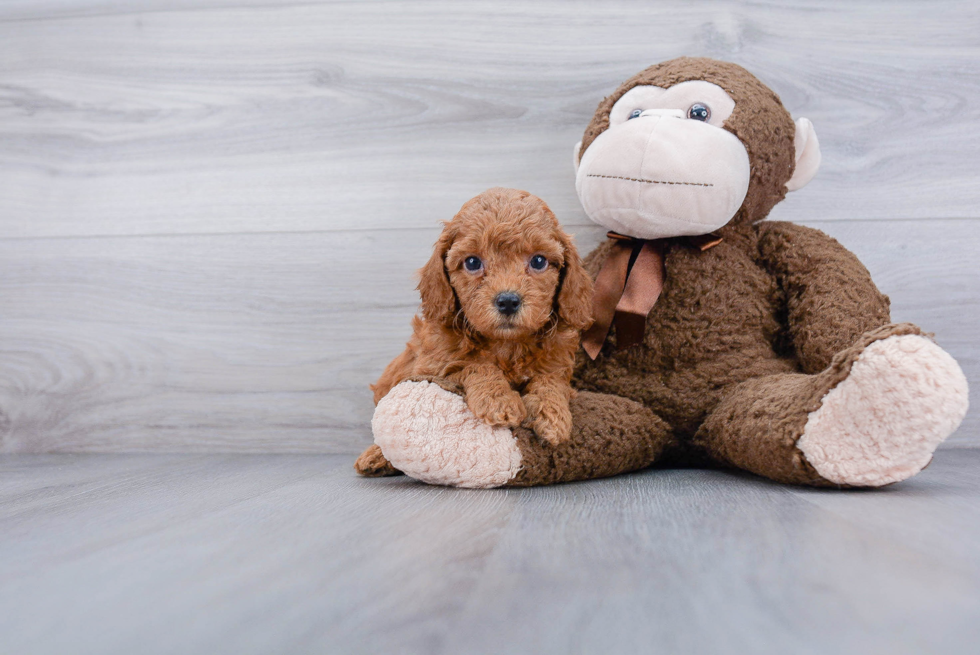 Happy Cockapoo Baby