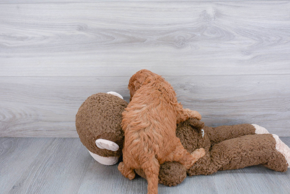 Playful Cockerpoo Poodle Mix Puppy