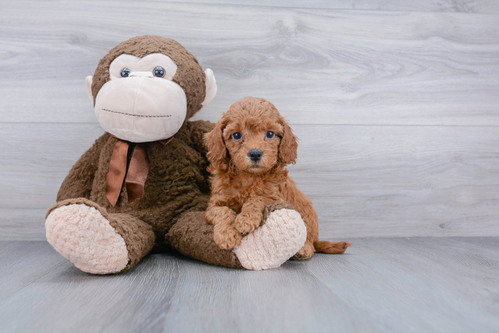 Small Cockapoo Baby