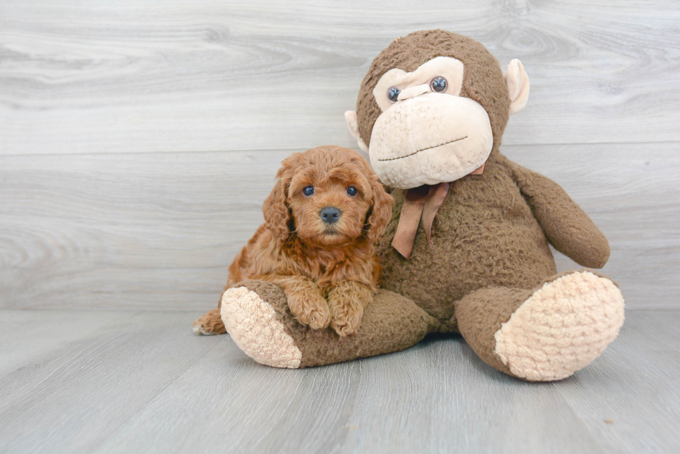 Cockapoo Pup Being Cute