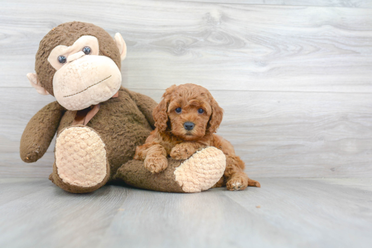 Friendly Cockapoo Baby