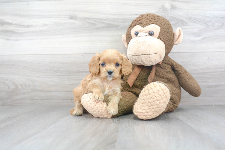 Energetic Cockerpoo Poodle Mix Puppy