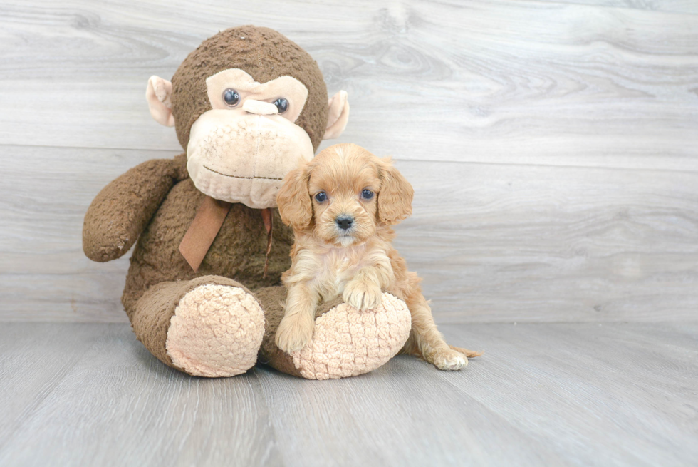 Popular Cockapoo Poodle Mix Pup