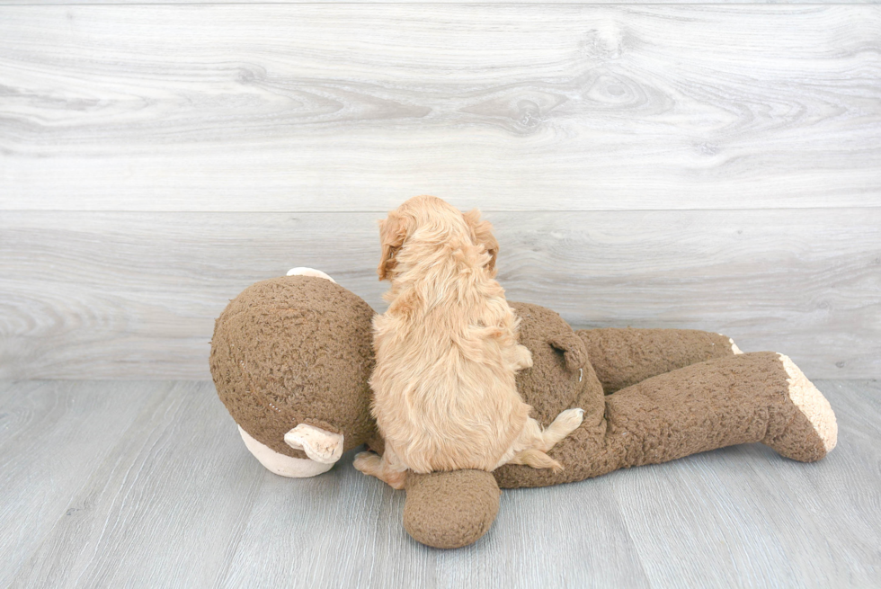 Cockapoo Pup Being Cute