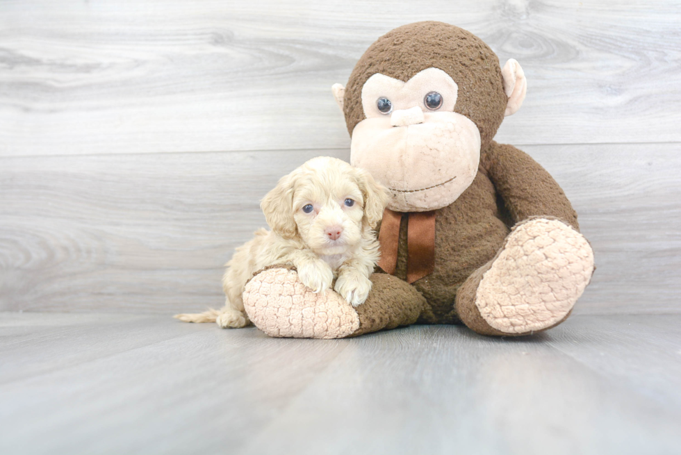 Small Cockapoo Baby