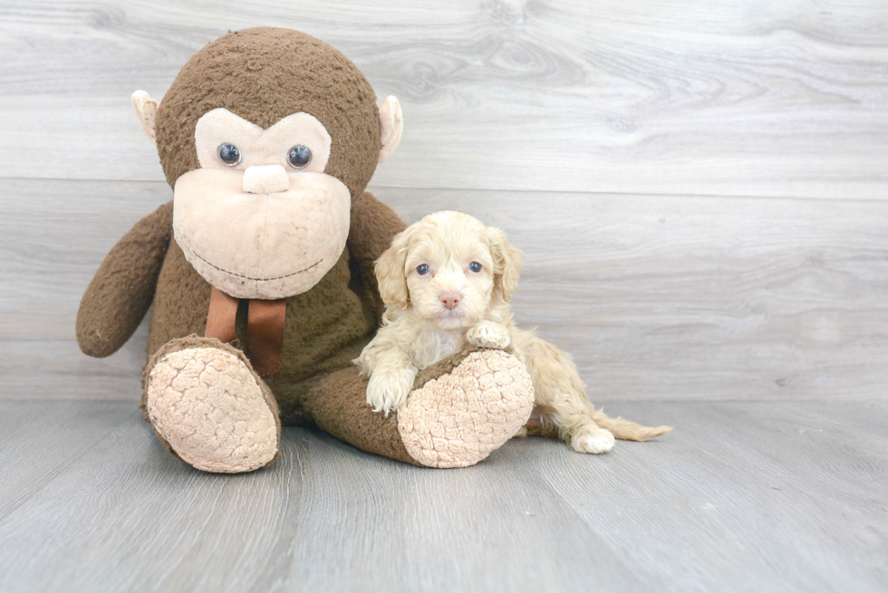 Cockapoo Pup Being Cute