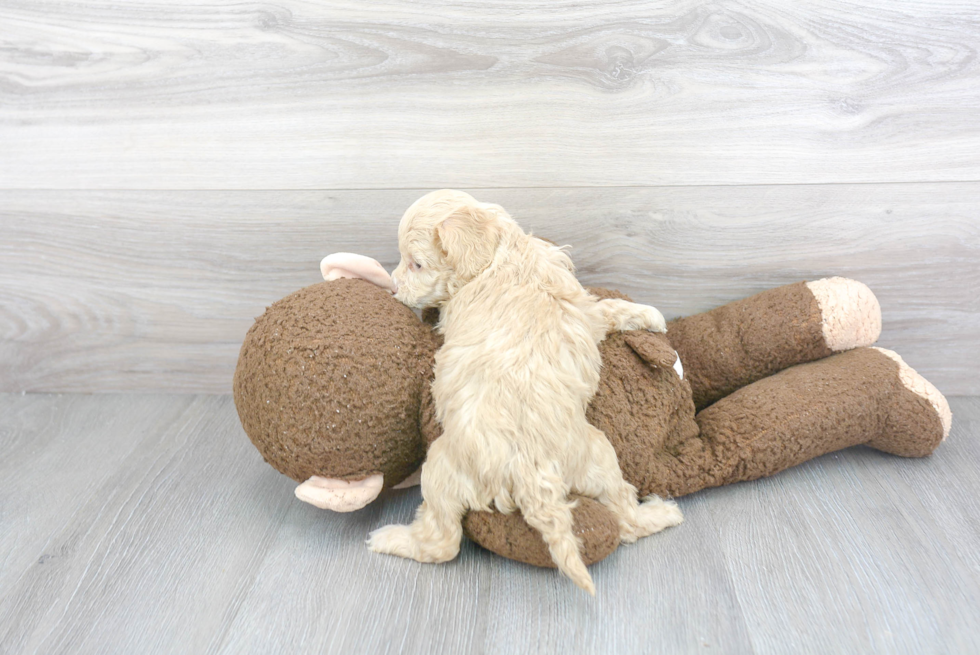 Funny Cockapoo Poodle Mix Pup