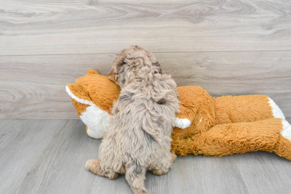 Best Cockapoo Baby