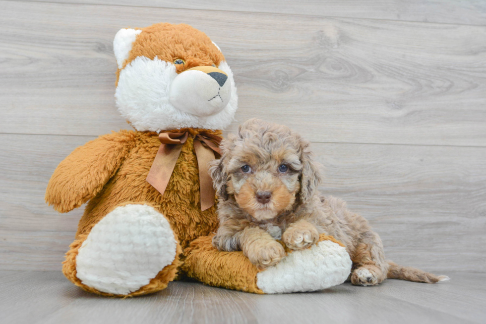 Popular Cockapoo Poodle Mix Pup
